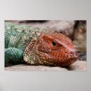 Search for lizard posters Animals
