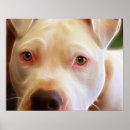 Search for pit photography Pitbull