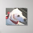 Search for labrador retriever memorial Cute
