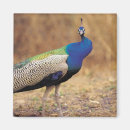 Search for 0 magnets Photography