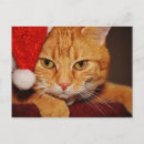 Search for orange cat christmas cards Kitties