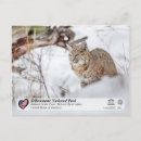 Search for rufus postcards Lynx