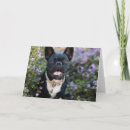 Search for purebred cards Frenchie