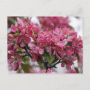 Search for apple blossoms postcards Apples