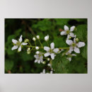 Search for blackberry art Leaves