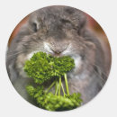 Search for holland lop stickers Bunny