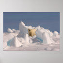 Search for ursus posters North america