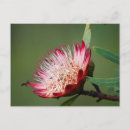 Search for bee image postcards Animal