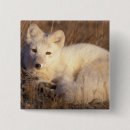 Search for plains badges Fauna