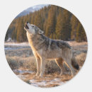 Search for howling wolf stickers Wildlife