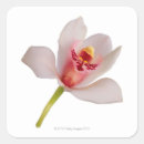 Search for orchid flower stickers White