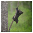 Search for black bear tiles Danita delimont