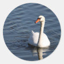 Search for white swan Pretty