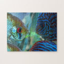 Search for aquarium puzzles Angelfish