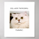 Search for persian photography Pets
