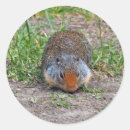 Search for prairie stickers Wildlife