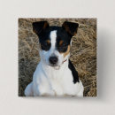 Search for rat badges Dog