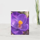 Search for crocus cards Flower