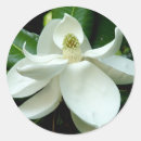 Search for magnolia tree stickers Bloom