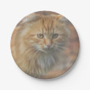 Search for cat face plates Pet