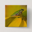 Search for tree frog badges Amphibian