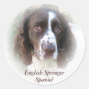 Search for springer spaniel stickers Pet
