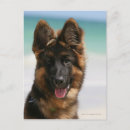 Search for deutscher postcards Puppy