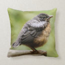 Search for robin bird cushions Photography