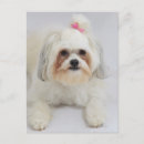Search for bow postcards Usa