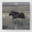 Search for moose clocks Hunting