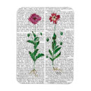 Search for italian magnets Carnation