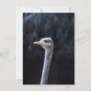 Search for ostrich cards Cute