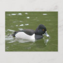 Search for ringed postcards Duck
