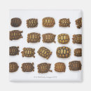 Search for tortoise magnets Reptiles