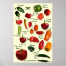 Search for chili pepper posters Peppers