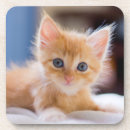Search for eyes coasters Animal