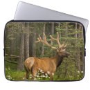 Search for bull elk electronics Danita delimont