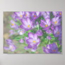 Search for crocus posters Green