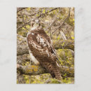 Search for prey postcards Photography