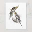 Search for lear postcards Parrot