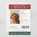 Search for funny pet photo christmas cards Cute dog