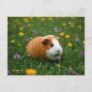 Search for cute pig postcards Flowers