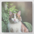 Search for ragdoll coasters Pet