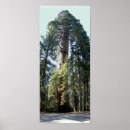 Search for sequioa Tree