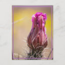 Search for desert flowers postcards Bloom