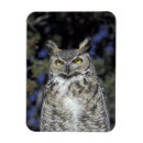 Search for wildlife magnets Feather
