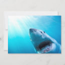 Search for shark cards Great white shark