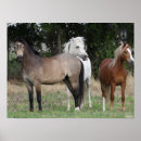 Search for standing together posters Animal