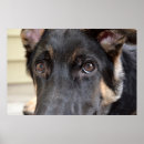 Search for herding dog art Animals