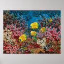 Search for red fish posters Aquatic